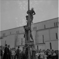 Albero della cuccagna